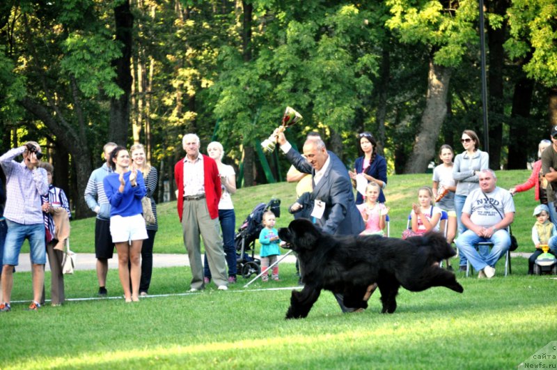 Фото: ньюфаундленд Zvezdnij Dar Agassi (Звездный Дар Агасси)
