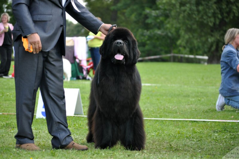 Фото: ньюфаундленд Zvezdnij Dar Agassi (Звездный Дар Агасси)