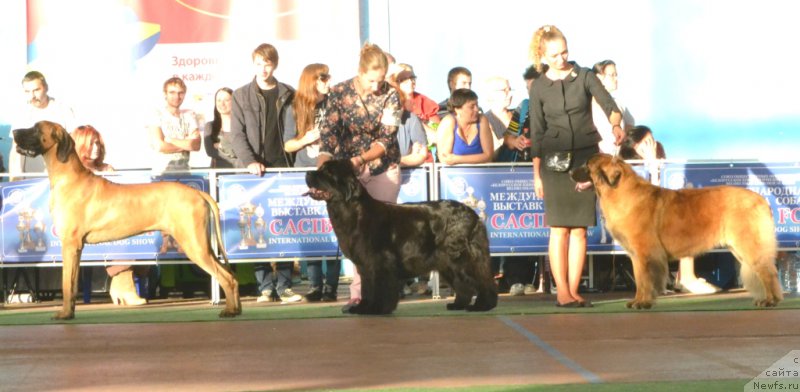 Фото: ньюфаундленд Piece of Sweetheart Midnight Bear, Anastasiya Zalivako (Анастасия Заливако)