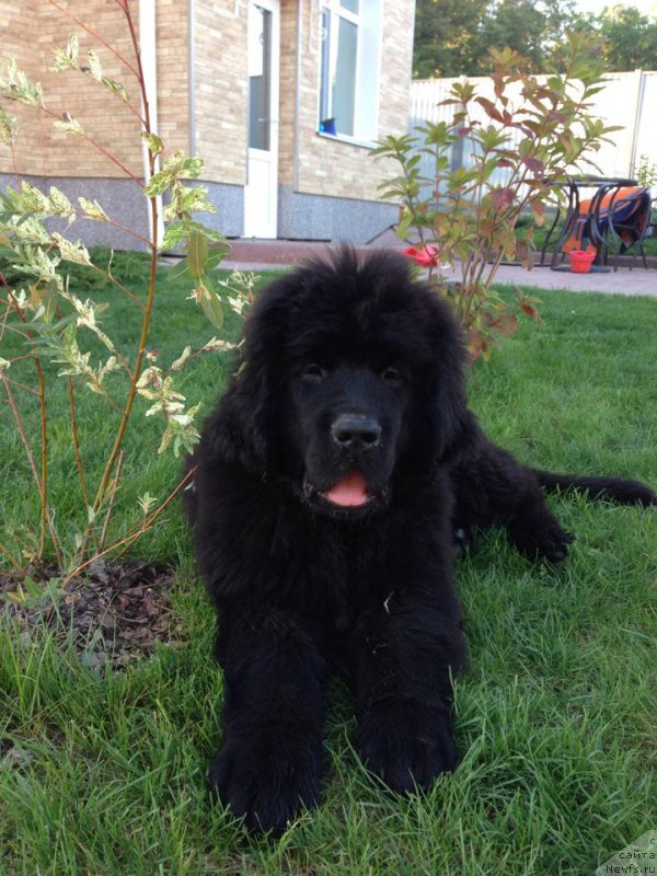 Фотография № 163074