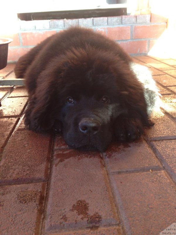 Фотография № 163075