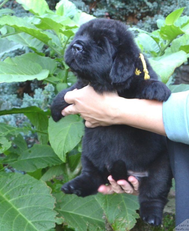 Фото: Щенки 