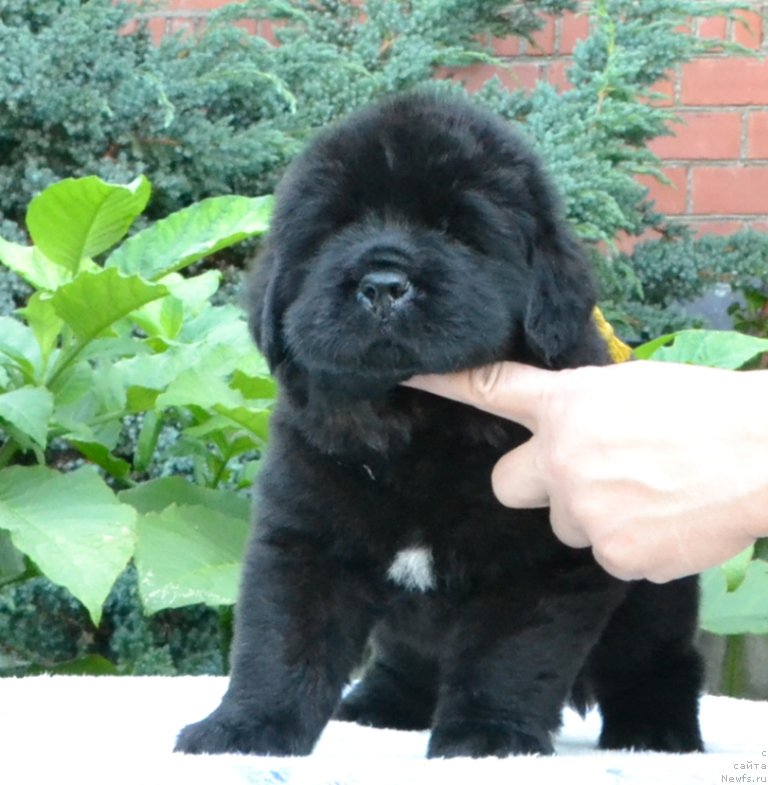 Фото: Щенки 