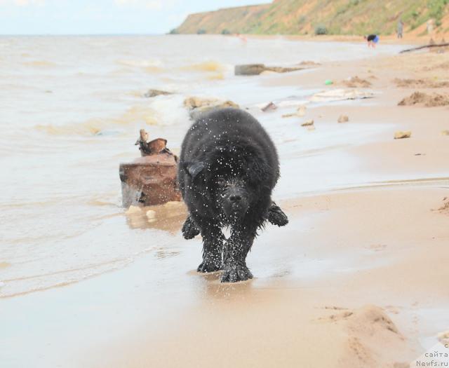 Фото: ньюфаундленд Super Premium Vashington (Супер Премиум Вашингтон)