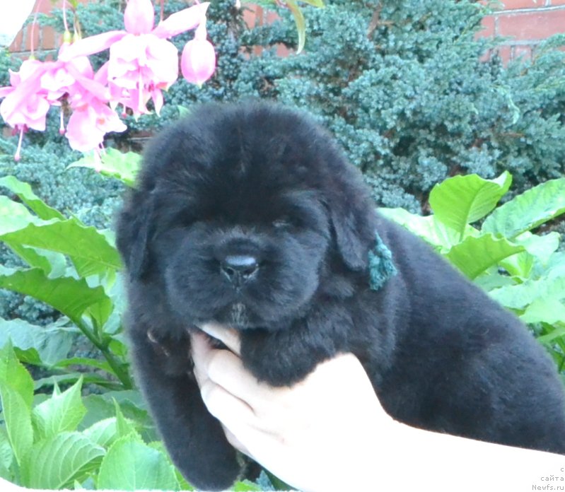 Фото: Щенки 