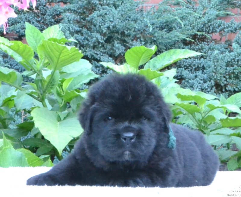 Фото: Щенки 