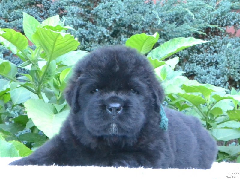 Фото: Щенки 