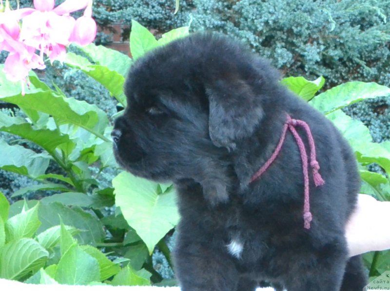 Фото: Щенки 