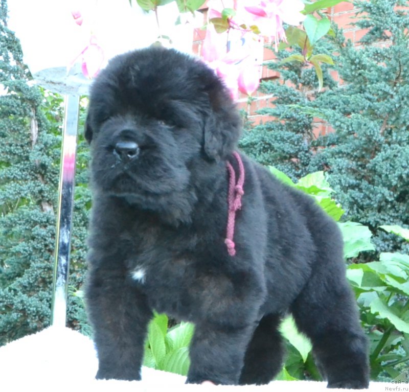 Фото: Щенки 