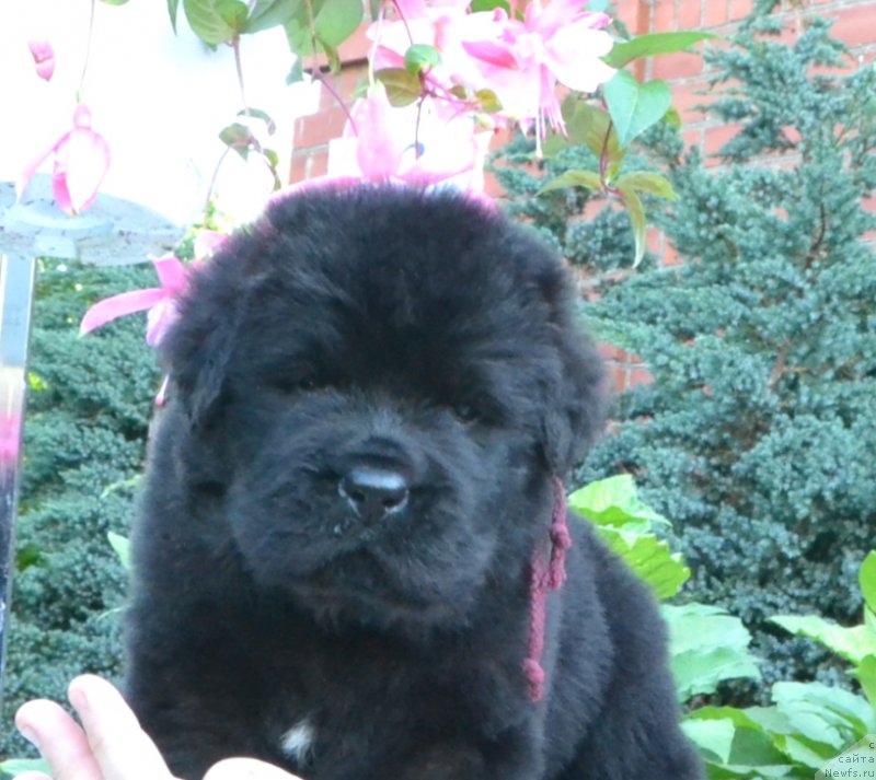 Фото: Щенки 