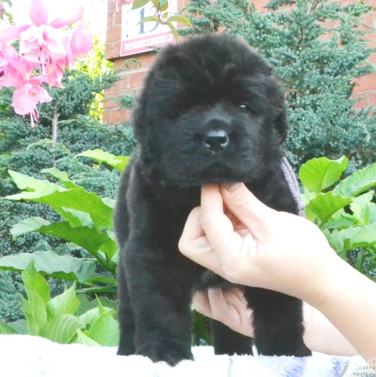 Фото: Щенки 