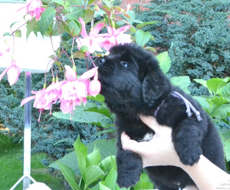 Фото: Щенки 