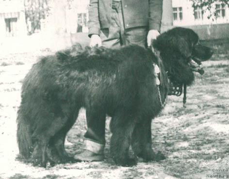 Фото: ньюфаундленд Ral'f Nik (Ральф Ник)