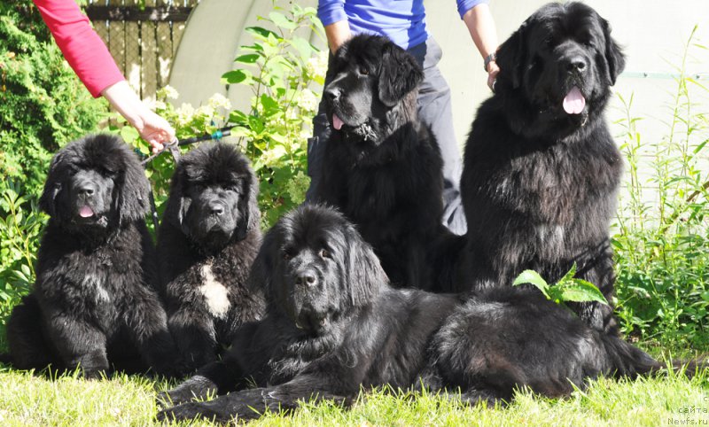 Фото: Бегущая по волнам Чесс Квин ин Блэк, Бегущая по волнам Чарт Топпер, ньюфаундленд Beguschaya po Volnam SHangri-La (Бегущая по Волнам Шангри-Ла), ньюфаундленд Beguschaya po Volnam Shaman (Бегущая по Волнам Шаман), ньюфаундленд Beguschaya po Volnam Harizma (Бегущая по Волнам Харизма)
