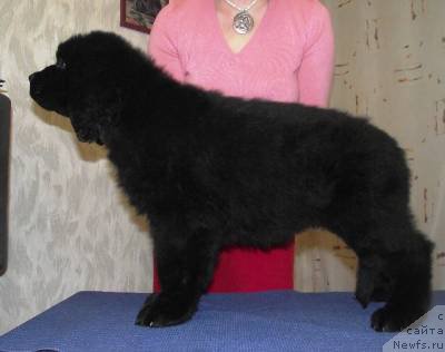 Фото: ньюфаундленд Ochischayuschij Duh Lal Bolshoj Malysh