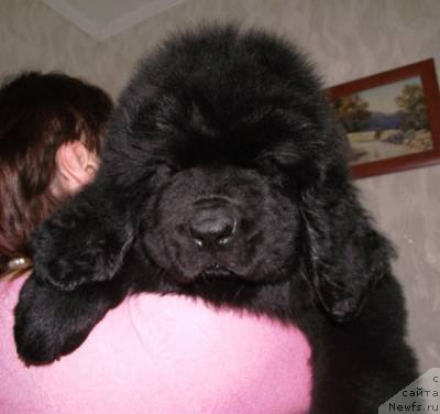 Фото: ньюфаундленд Ochischayuschij Duh Lal Bolshoj Malysh