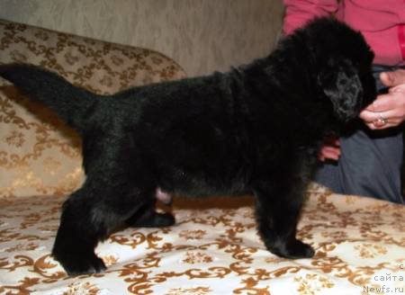 Фото: ньюфаундленд Osnovatel' Mira Agni Bolshoj Malysh