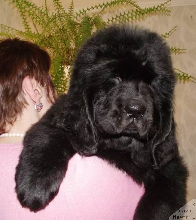 Фото: ньюфаундленд Osnovatel' Mira Agni Bolshoj Malysh