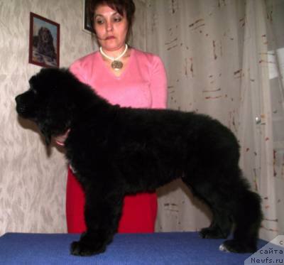 Фото: ньюфаундленд Osnovatel' Mira Agni Bolshoj Malysh