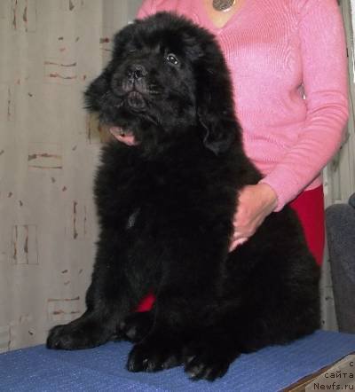 Фото: ньюфаундленд Obladatel' Mudrosti Ailill Bolshoj Malysh