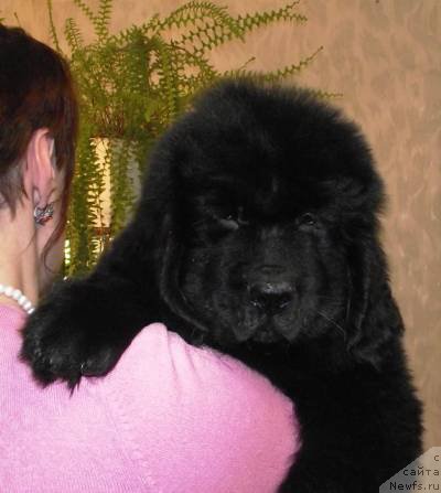 Фото: ньюфаундленд Obladatel' Mudrosti Ailill Bolshoj Malysh