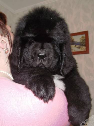 Фото: ньюфаундленд Ostrov Sokrovisch Serzh Bolshoj Malysh