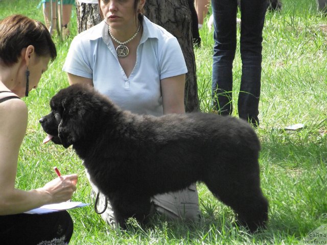 Фото: ньюфаундленд Oshelomitel'naya Yukino Bolshoj Malysh