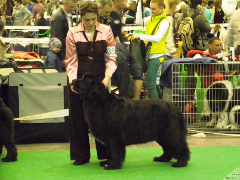 Фото: ньюфаундленд Tsunami Radosti Ajrin Bolshoj Malysh