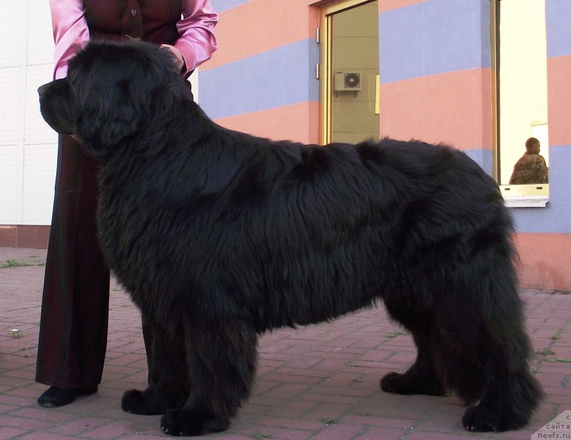 Фото: ньюфаундленд Tsentral'nyj Zaschitnik Halk Bolshoj Malysh