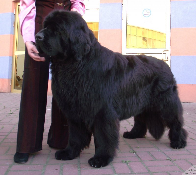 Фото: ньюфаундленд Tsentral'nyj Zaschitnik Halk Bolshoj Malysh