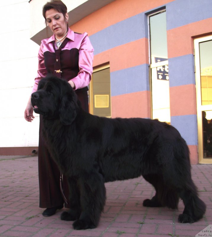 Фото: ньюфаундленд Tsukatochka Alisha Bolshoj Malysh