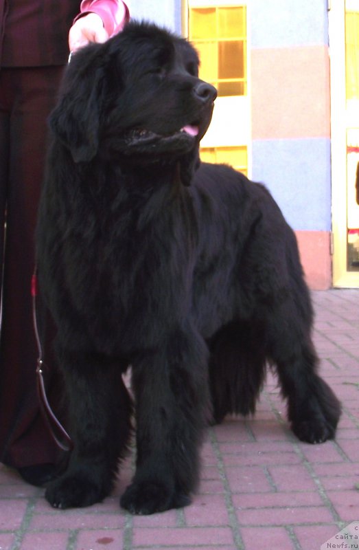 Фото: ньюфаундленд Tsukatochka Alisha Bolshoj Malysh