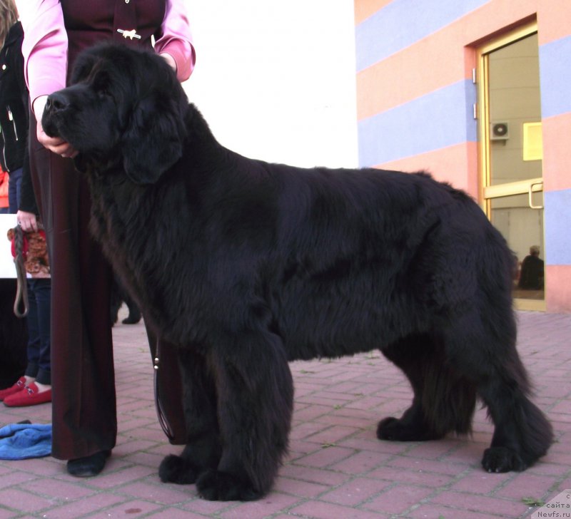 Фото: ньюфаундленд Tsukatochka Alisha Bolshoj Malysh