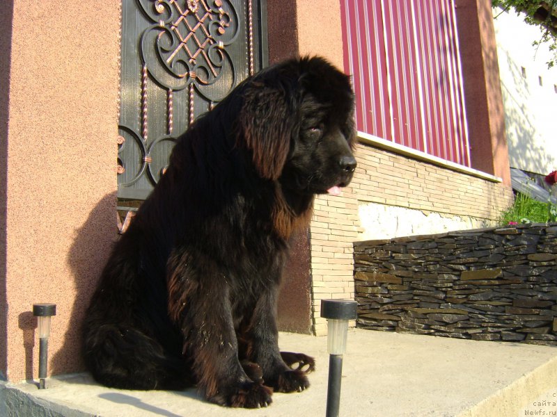 Фото: ньюфаундленд Tselyj Mir Neo Bolshoj Malysh