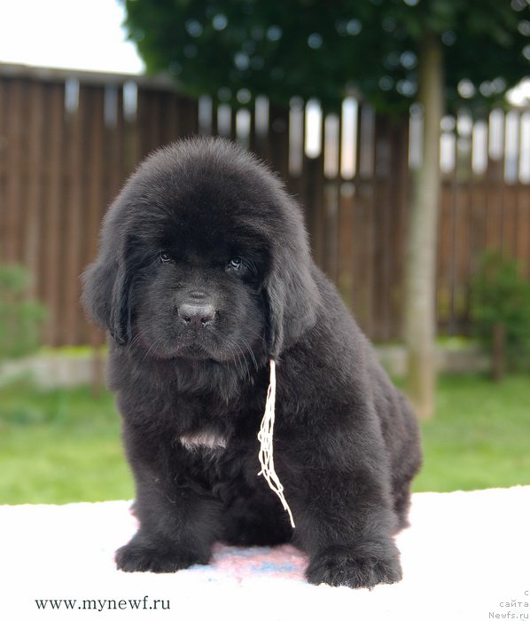 Фото: ньюфаундленд Blooming Rose (Блуминг Роуз)