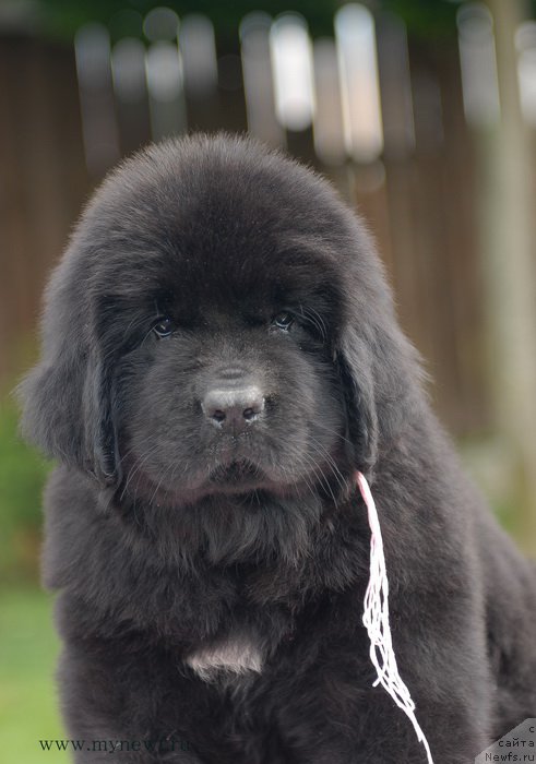 Фото: ньюфаундленд Blooming Rose (Блуминг Роуз)
