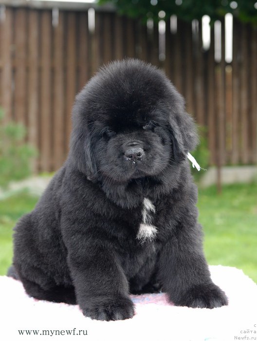 Фото: ньюфаундленд Because I'm Sweet for Seabrook (Бикоз Ай Эм Свеет фор Сеабрук)