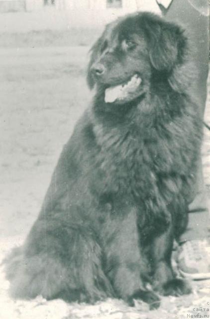 Фото: ньюфаундленд Sil'va Nik (Сильва Ник)