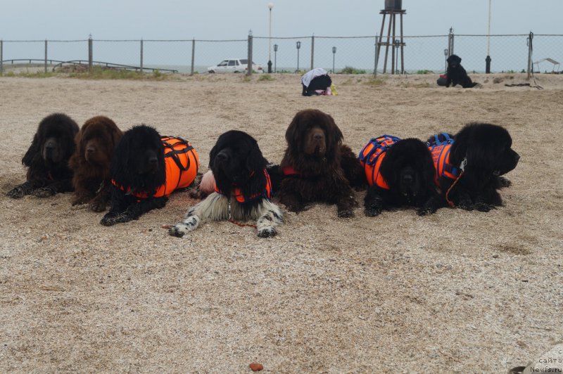 Фото: ньюфаундленд Dyurbahler Klab Al'faretta Vin'etta (Дюрбахлер Клаб Альфаретта Виньетта), ньюфаундленд Ocharovashka s Berega Dona (Очаровашка с Берега Дона), ньюфаундленд Russkaya Krasavica Nyura (Русская Красавица Нюра), ньюфаундленд Keeper Soul Nice Guy (Кипер Соул Найс Гай), ньюфаундленд Simvol Roskoshi I Lubvi (Символ Роскоши и Любви), ньюфаундленд Beguschaya po Volnam Vizantiya de Lyuks (Бегущая по Волнам Византия де Люкс), ньюфаундленд Charuyuschiy Chezario (Чарующий Чезарио)