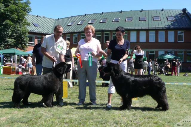 Фото: ньюфаундленд Zvezda Rostova s Berega Dona (Звезда Ростова с Берега Дона), ньюфаундленд Duty Free of Apachee's Home