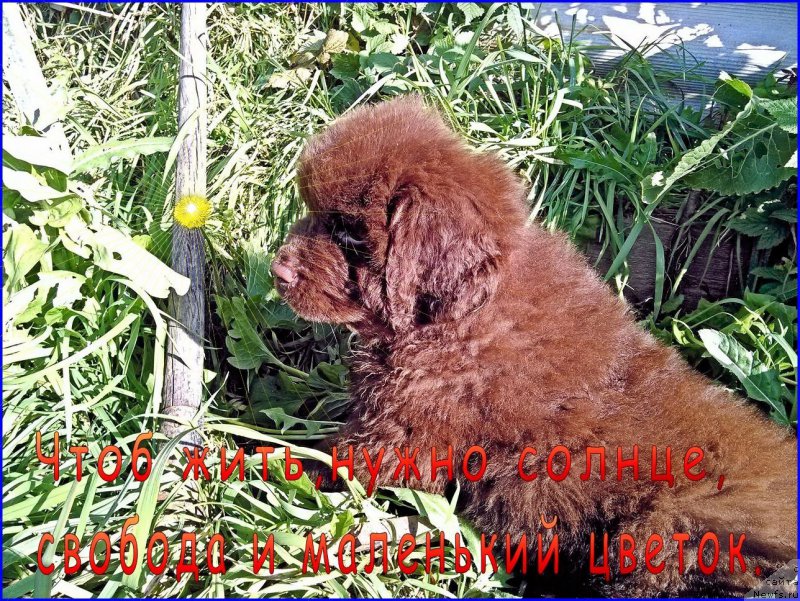 Фотография № 163270