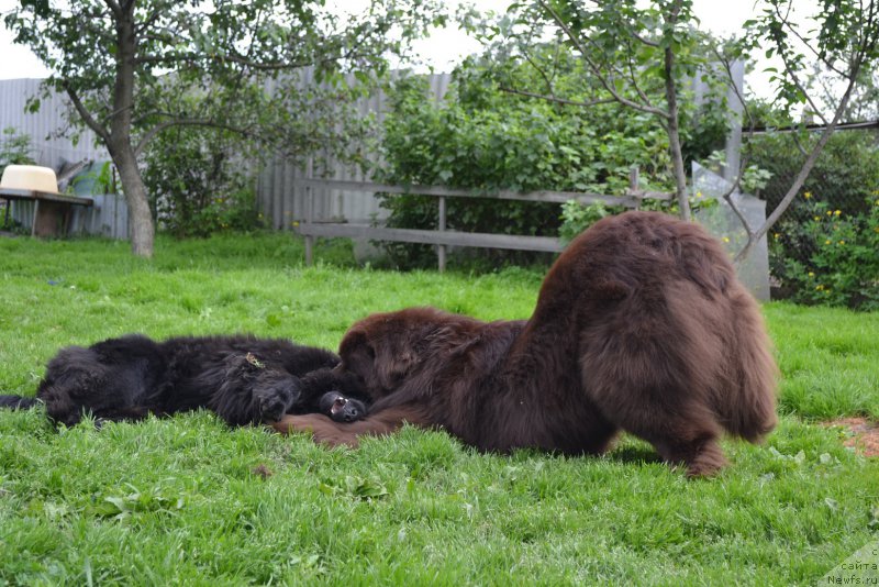 Фотография № 163274