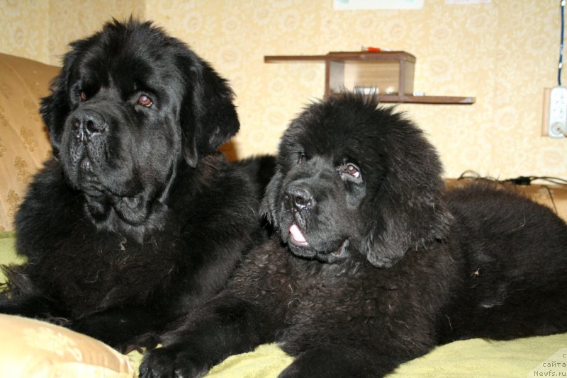 Фото: ньюфаундленд Chernaya Mafia Must Have (Черная Мафия Муст Хаве), ньюфаундленд Chernaya Mafia Shengen Visa (Черная Мафия Шенген Виза)