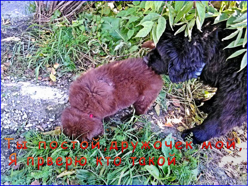 Фото: ньюфаундленд Brownblood MSK Hakim Gold Haydar (Браунблад МСК Хаким Голд Хайдар)