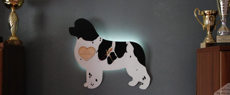 Фото: ньюфаундленд Chernaya Mafia Zebra Time (Черная Мафия Зебра Тиме)