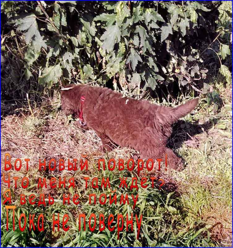 Фотография № 163290