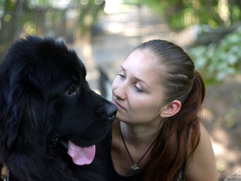 Фото: ньюфаундленд Chernyj Chank s Berega Dona (Черный Чанк с Берега Дона)