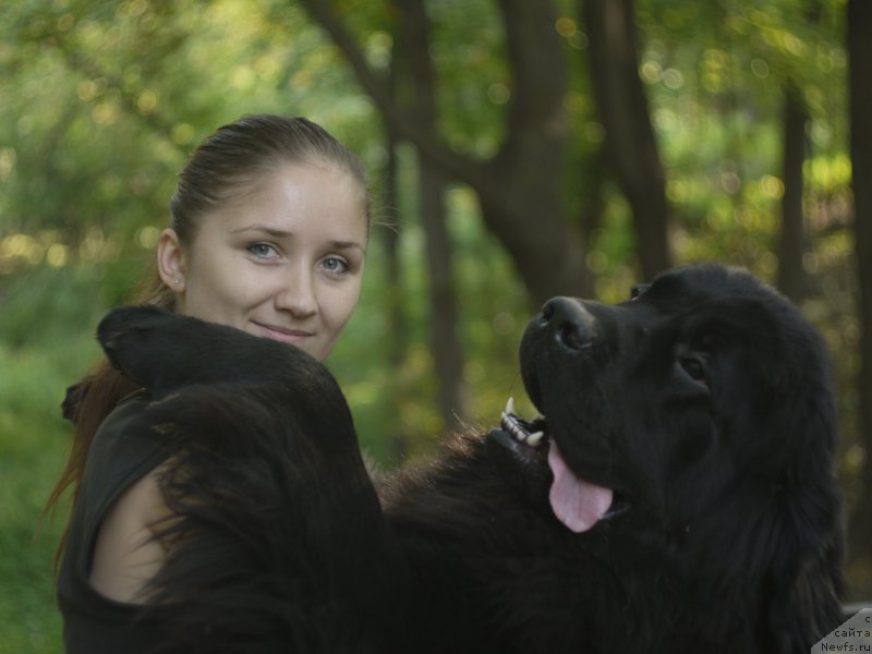 Фото: ньюфаундленд Chernyj Chank s Berega Dona (Черный Чанк с Берега Дона)
