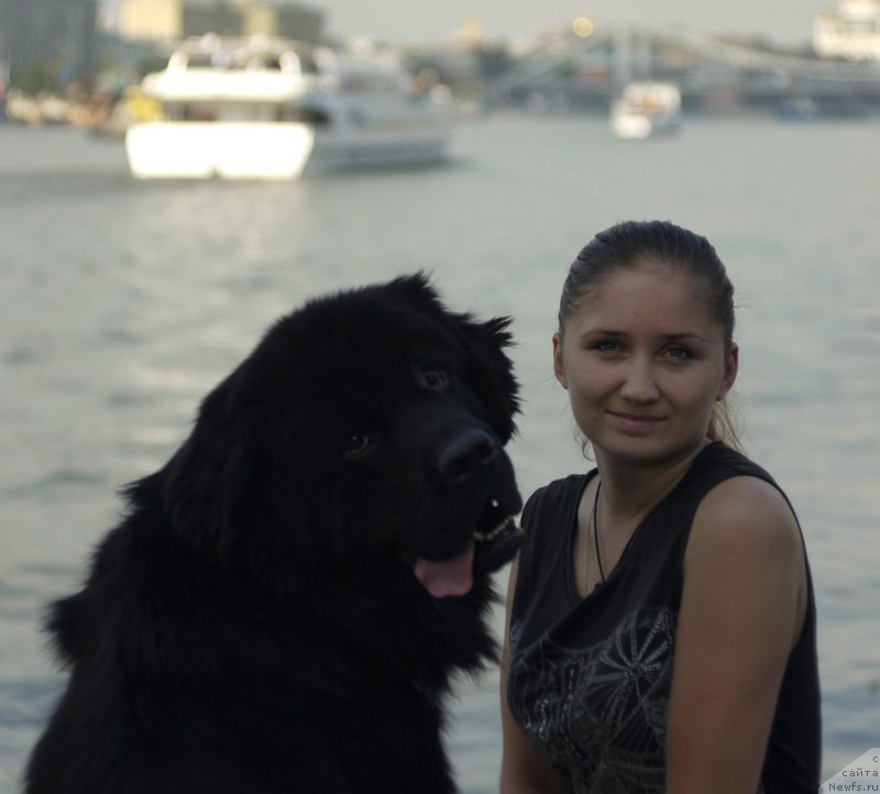 Фото: ньюфаундленд Chernyj Chank s Berega Dona (Черный Чанк с Берега Дона)