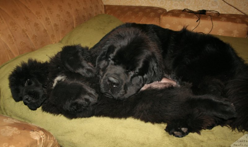 Фото: ньюфаундленд Chernaya Mafia Shengen Visa (Черная Мафия Шенген Виза), ньюфаундленд Chernaya Mafia Must Have (Черная Мафия Муст Хаве)